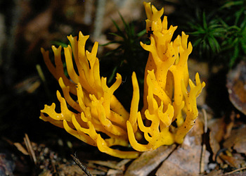 Klebriger Hörnling (Calocera viscosa ) - © Heinz Prelicz